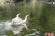 梦见切菜吉林：罕见白鸬鹚连续两年“故地重游”